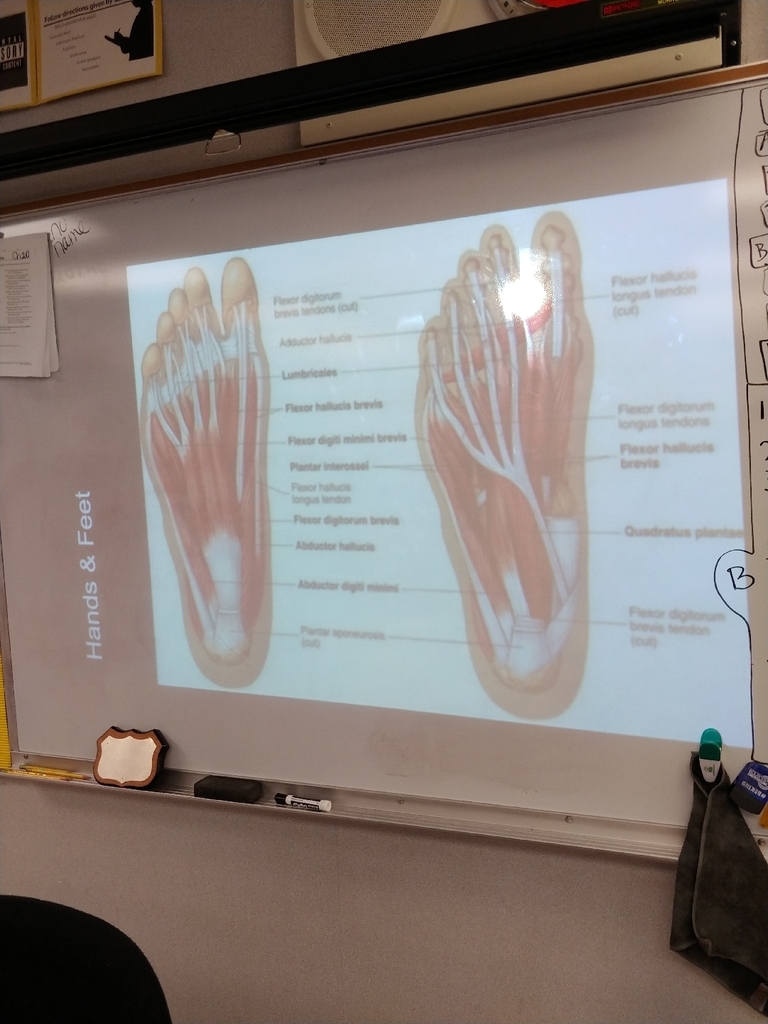 feet