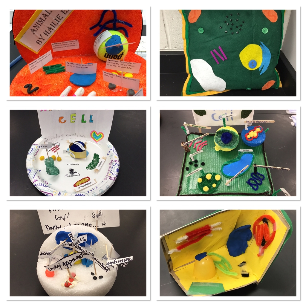 Cell Models